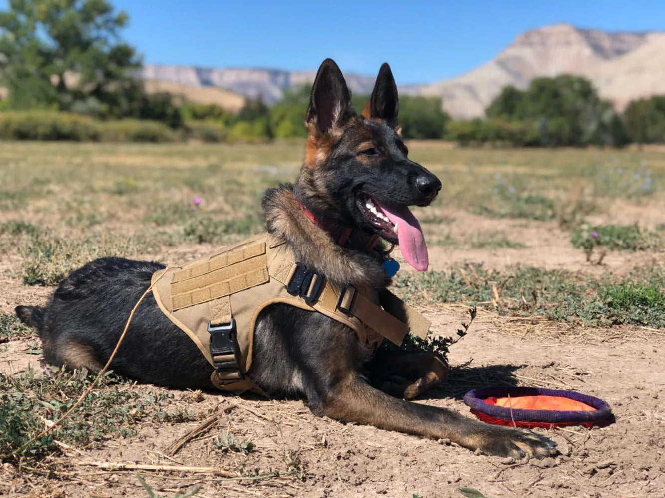 Military Large Dog Harness Accessories